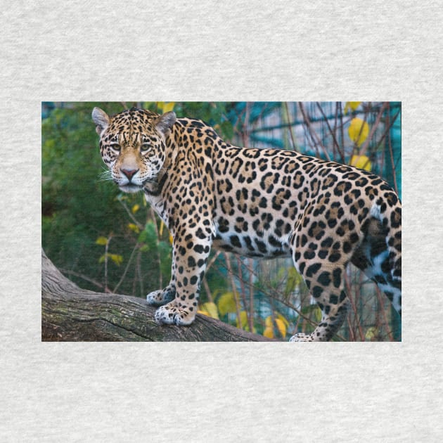 Jaguar by kawaii_shop